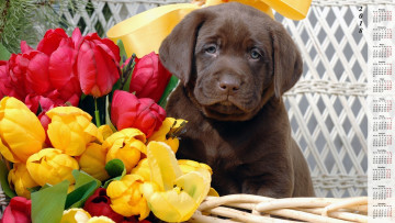 обоя календари, животные, цветы, тюльпаны, взгляд, собака