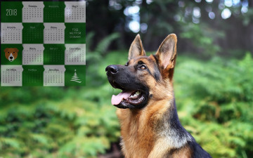 Картинка календари животные собака профиль овчарка взгляд морда