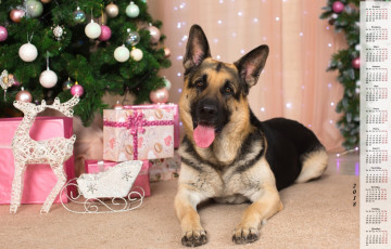 Картинка календари животные подарки елка игрушки взгляд овчарка собака