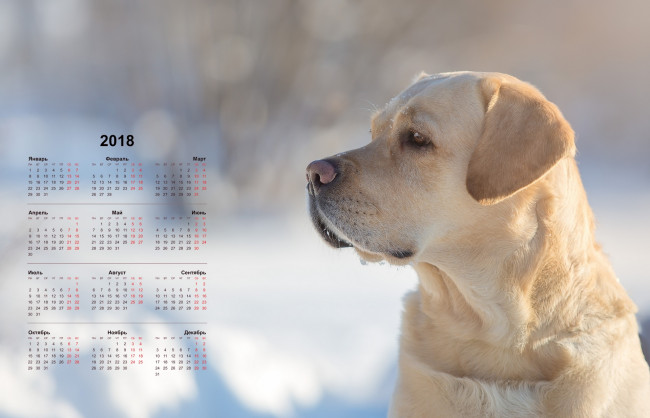 Обои картинки фото календари, животные, профиль, взгляд, собака, морда
