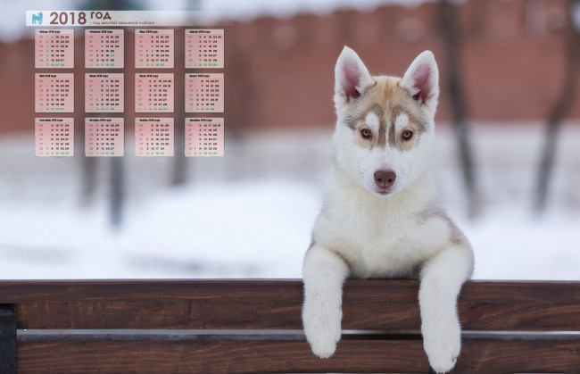 Обои картинки фото календари, животные, морда, взгляд, собака