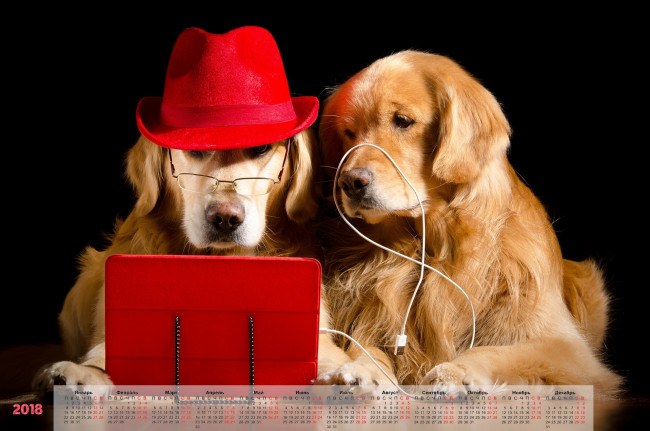 Обои картинки фото календари, животные, собака, шляпа, ноутбук, двое
