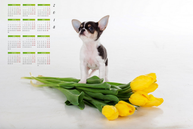 Обои картинки фото календари, животные, цветы, собака, взгляд