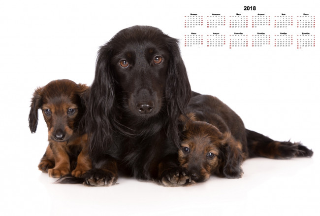 Обои картинки фото календари, животные, взгляд, трое, собака, белый, фон