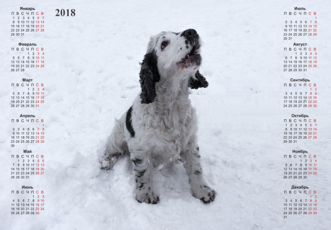 Обои картинки фото календари, животные, собака, снег, взгляд