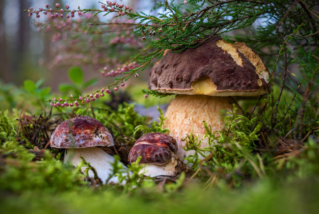 Обои картинки фото природа, грибы, белые, семейка
