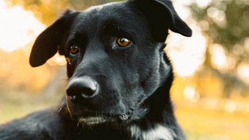 Картинка лабрадор животные собаки лабрадор-ретривер собака черный взгляд