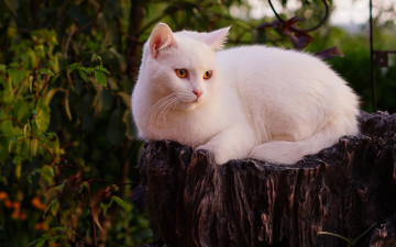 Картинка белый+кот животные коты кот животное фауна взгляд фон