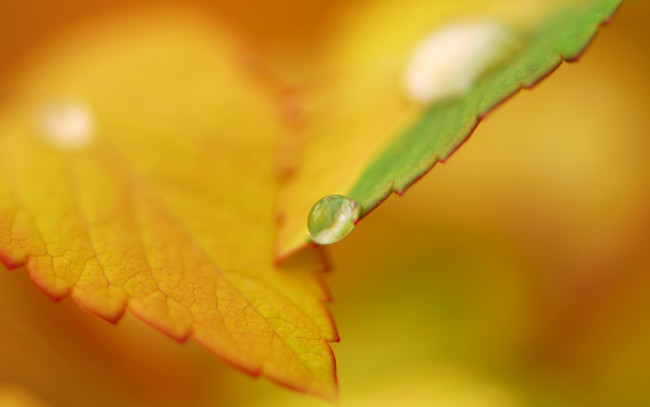 Обои картинки фото природа, листья, лист, желтый, капля