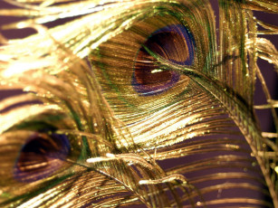 Картинка peacock feathers 02 разное