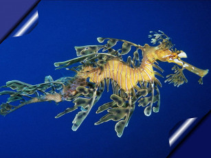 Картинка животные морская фауна