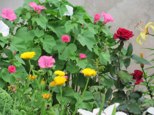 Картинка цветы разные вместе ноготки лаватера розы лилии