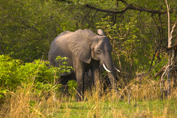 Картинка животные слоны деревья кусты