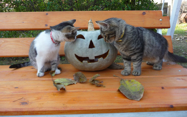 Обои картинки фото животные, коты, хэллоуин, тыква, скамейка, листья