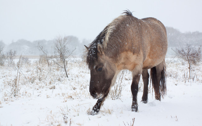 Обои картинки фото животные, лошади, холод, снег
