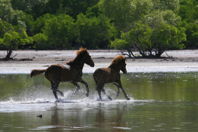 Обои картинки фото животные, лошади, брызги, вода