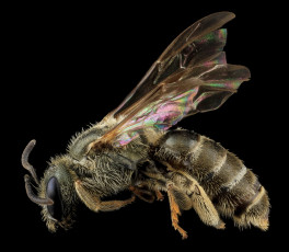 Картинка животные пчелы +осы +шмели макросъемка пчела