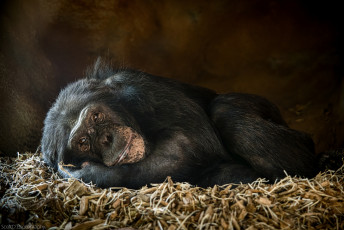 Картинка животные обезьяны обезьянка отдых