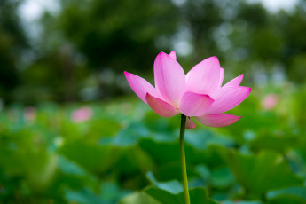 Картинка цветы лотосы макро лепестки розовый