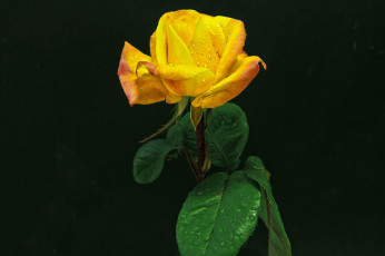 Картинка цветы розы стебель роза роса лепестки бутон