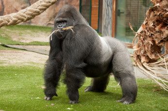 Картинка животные обезьяны горилла вольер зоопарк