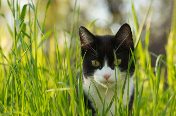 Картинка животные коты трава взгляд черно-белый