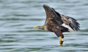 Картинка животные птицы+-+хищники рыба лапы вода белоголовый орлан добыча полет