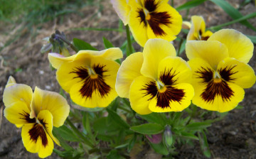 Картинка цветы анютины+глазки+садовые+фиалки глазки желтые