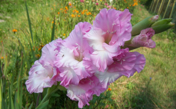 Картинка цветы гладиолусы сиреневые