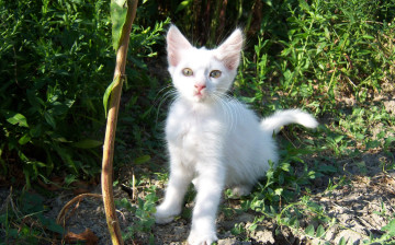 Картинка животные коты киса белая