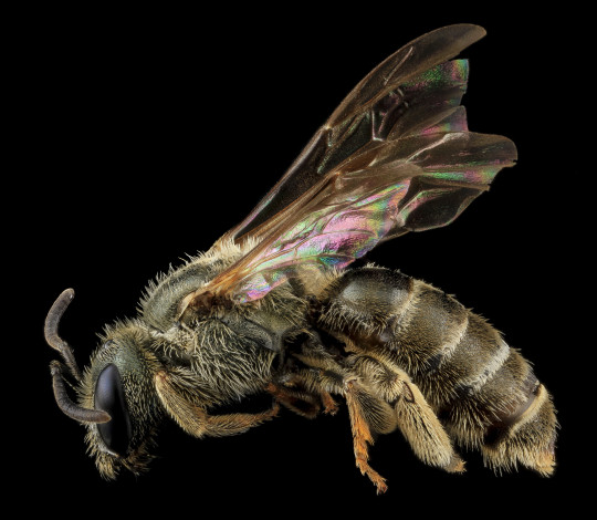 Обои картинки фото животные, пчелы,  осы,  шмели, макросъемка, пчела