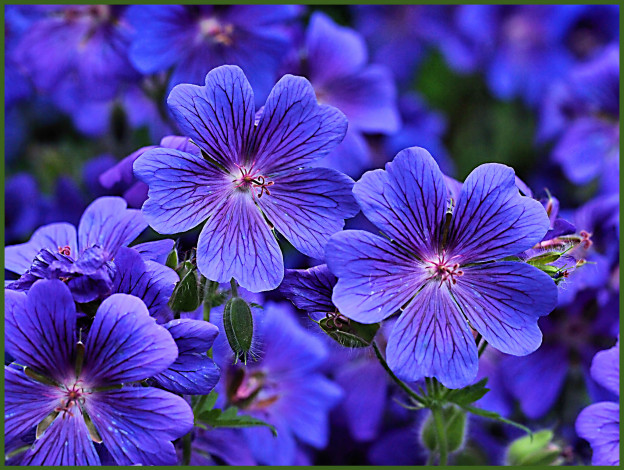 Обои картинки фото цветы, герань, голубые