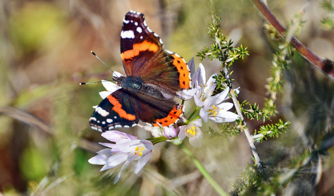 Обои картинки фото животные, бабочки, цветы, бабочка