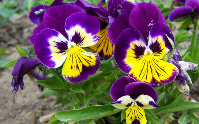 Обои картинки фото цветы, анютины глазки садовые фиалки, глазки, фиолет