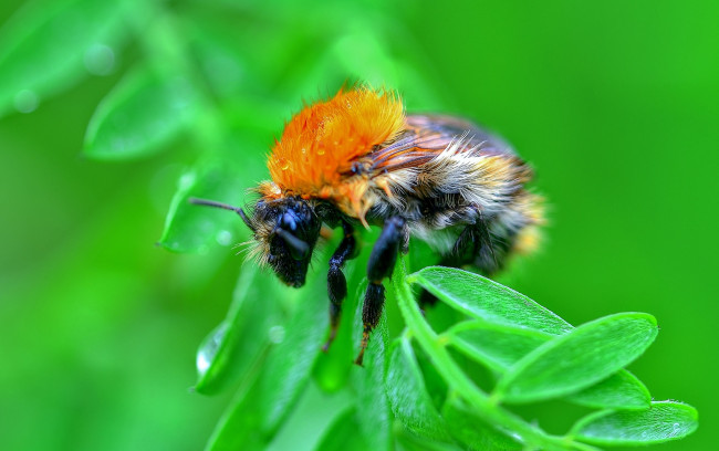 Обои картинки фото животные, пчелы,  осы,  шмели, листик, пчела