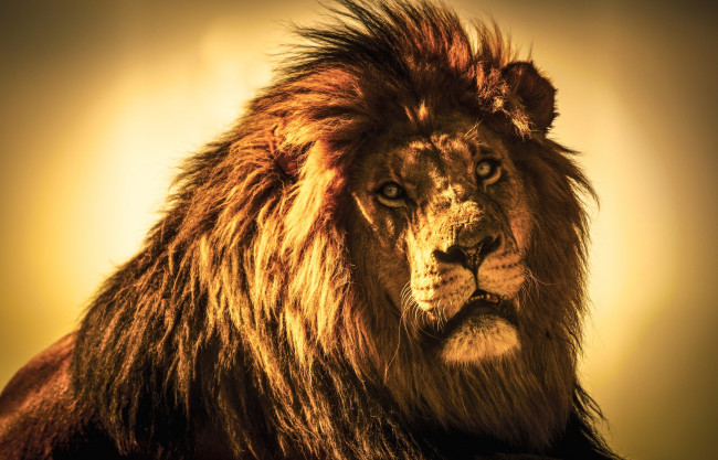 Обои картинки фото животные, львы, царь