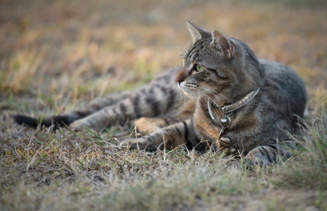 Обои картинки фото животные, коты, взгляд, ошейник, серый, трава, кот