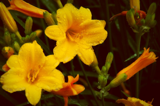 Обои картинки фото цветы, лилии,  лилейники, желтые, роса