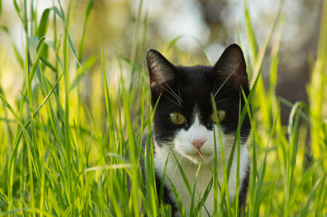 Обои картинки фото животные, коты, трава, взгляд, черно-белый