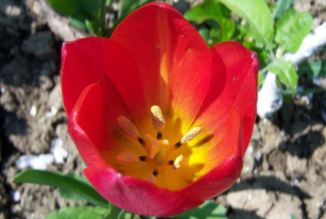 Обои картинки фото цветы, тюльпаны, красно-желтый