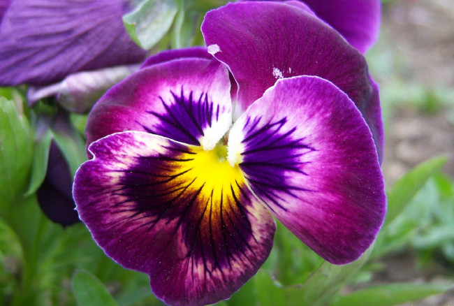 Обои картинки фото цветы, анютины глазки садовые фиалки, фиолетовый