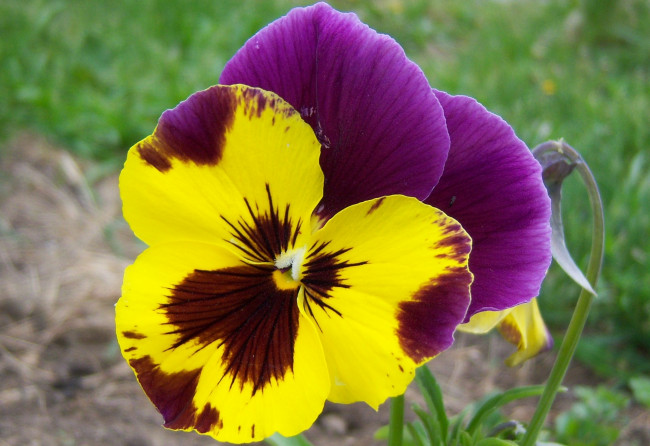 Обои картинки фото цветы, анютины глазки садовые фиалки, двухцветный