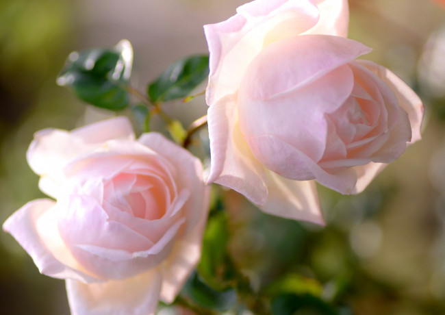 Обои картинки фото цветы, розы, нежность
