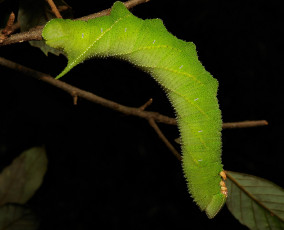 Картинка животные гусеницы насекомое необычная лист гусеница макро itchydogimages