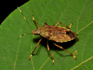 Картинка животные насекомые усики лапки клоп жук лист макро itchydogimages