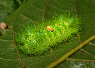 Картинка животные гусеницы необычная гусеница лист насекомое макро itchydogimages