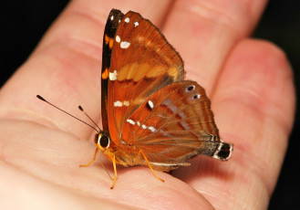 Картинка животные бабочки +мотыльки +моли бабочка рука макро itchydogimages