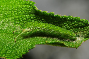 Картинка животные гусеницы макро itchydogimages гусеница лист