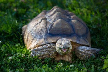 Картинка животные Черепахи клевер