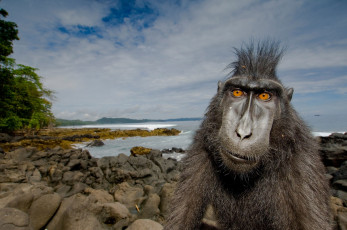 Картинка животные обезьяны прическа берег обезьяна